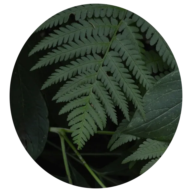 Fern cutting