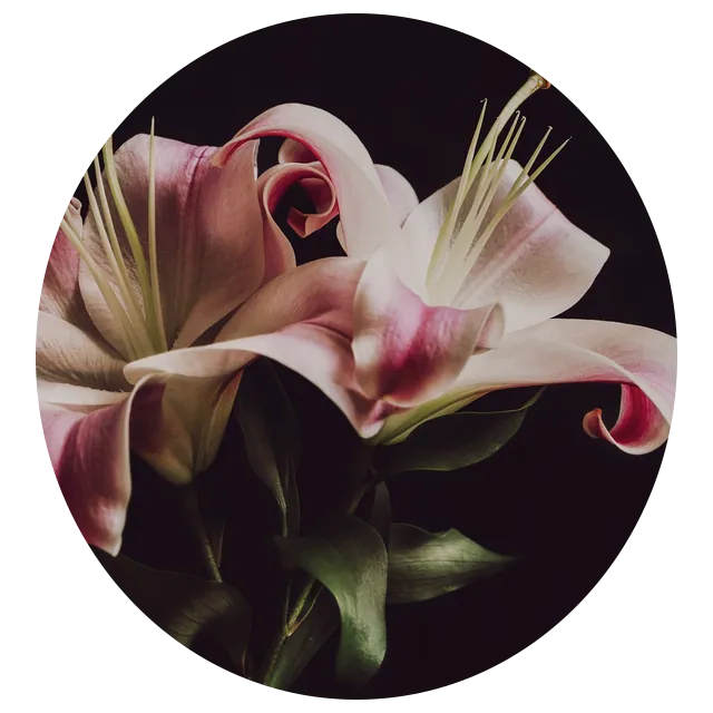 Night lily
