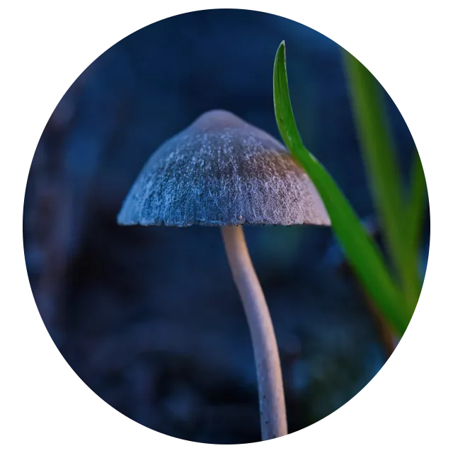 Fungal cap
