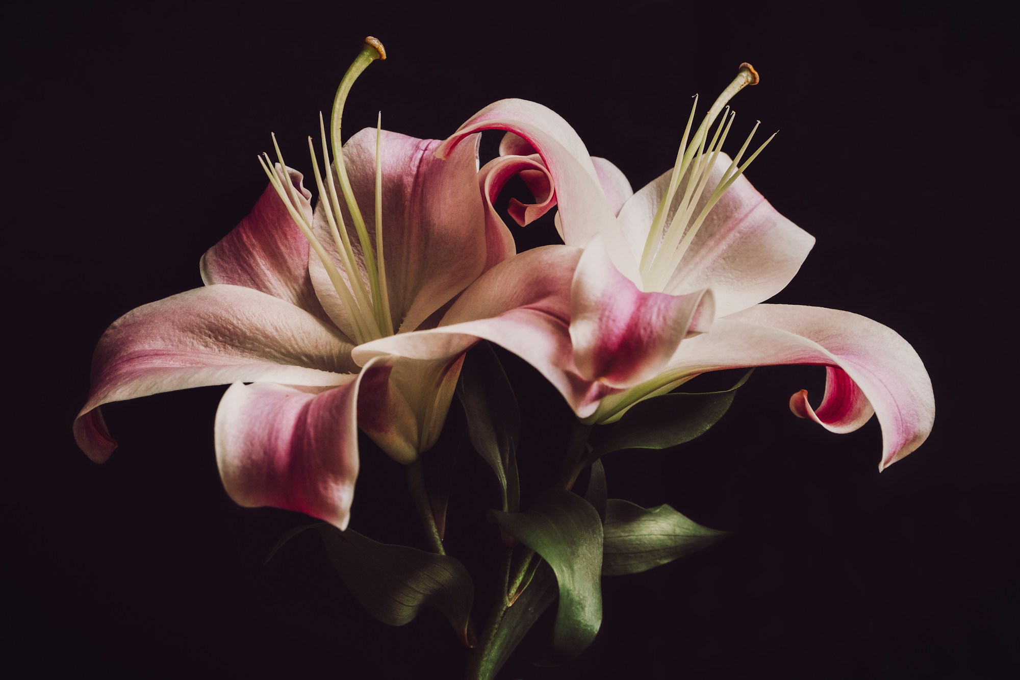 Static Bloom, 静电花